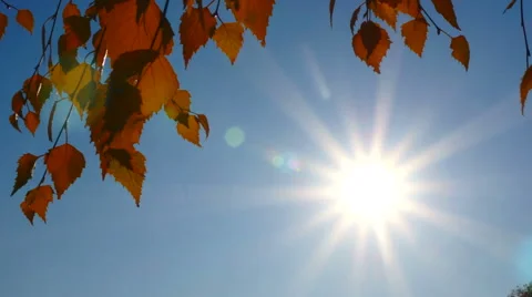 Autumn birch branches in the sunlight 動画素材 56472434