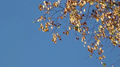 Autumn birch branches on the wind Stock Footage 103950218