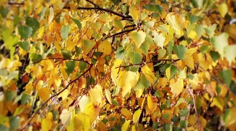 Autumn birch Stock Footage 8834787