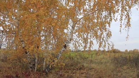 Autumn birch Stock Footage 68617742