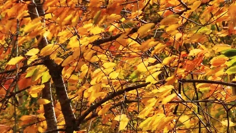 Autumn-birch Stock Footage 94916151