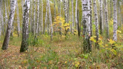 Autumn birch forest Video stock 538038