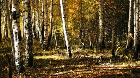 Autumn birch forest Stock Footage 12208118