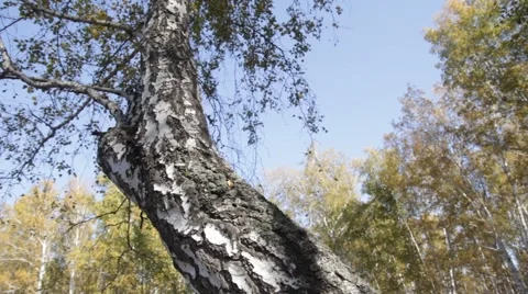 Autumn in the birch forest. Stock Footage 68415755
