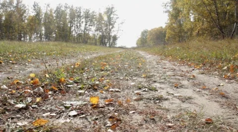 Autumn in the birch forest. Stock Footage 68415781