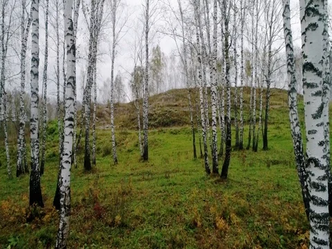 Autumn birch forest Stock Footage 80553296