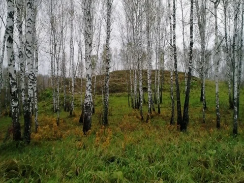 Autumn birch forest Stock Footage