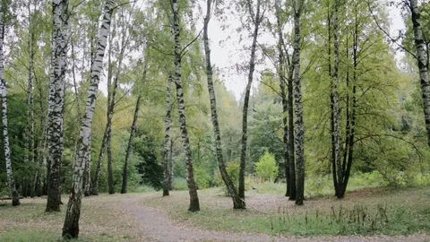 Autumn birch forest. 스톡 동영상 80598140