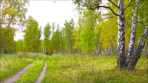 Autumn Birch Forest with Path Through Golden Trees in Fall Season Video stock 318425609