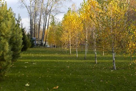 Autumn Birch Forest with Path Through Golden Trees in Fall Season Stock Photos
