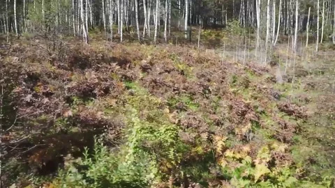 Autumn birch grove Stock Footage 81664093