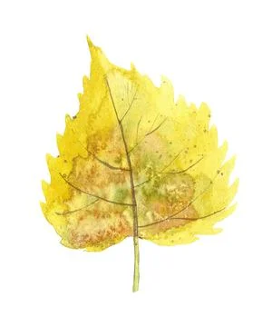 Autumn Birch Leaf Stock Illustration