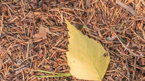 Autumn birch leaf lies in the anthill. Stock Footage 112793707