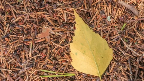 Autumn birch leaf lies in the anthill. Stock Footage 112793716