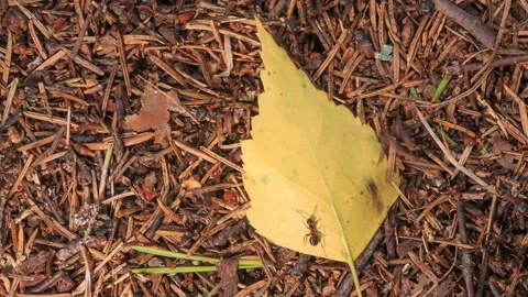  Autumn birch leaf lies in the anthill. Stock Footage 112793744