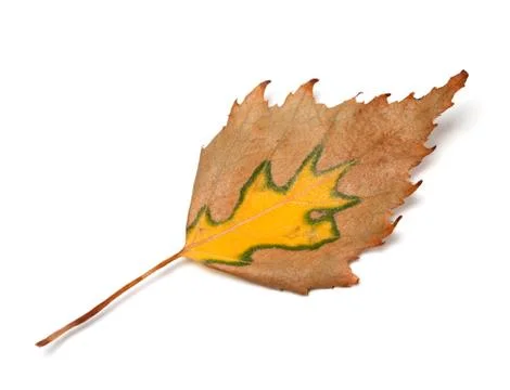 Autumn birch leaf Stock Photos