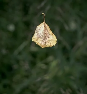 Autumn birch leaf Stock Photos
