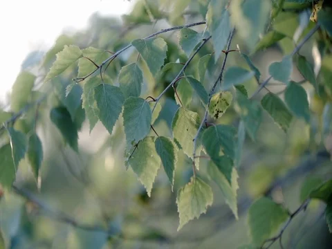 Autumn birch leaves close Stock Footage