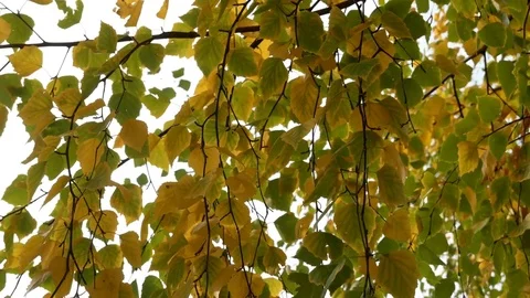 Autumn birch leaves on a wind Video stock 82702135