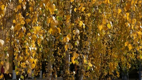 Autumn birch leaves on a wind Video stock 82702235