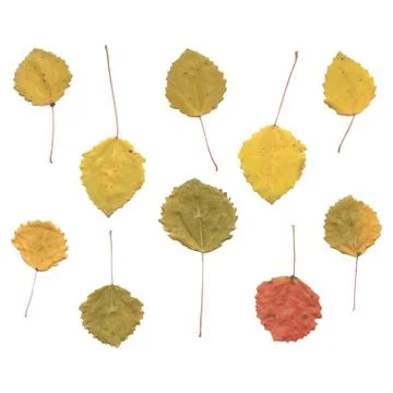 Autumn birch or Betula, aspen or Populus tremula leaves Stock Illustration