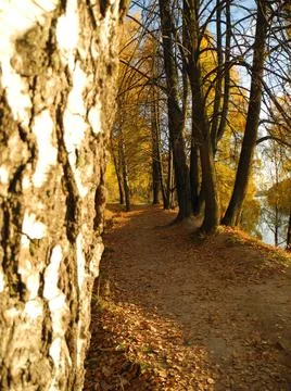 Autumn birch Foto stock