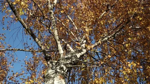 Autumn birch tree background Stock Footage 103952306