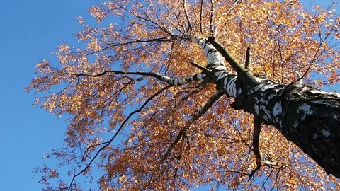 Autumn birch tree bottom up view Stock Footage 103951027