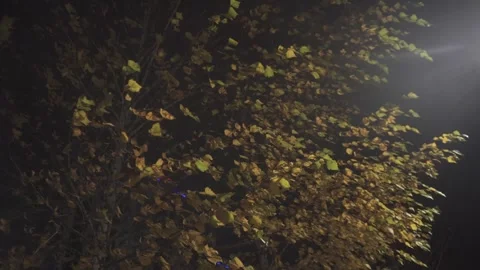Autumn birch tree at night 01 스톡 동영상 284634154