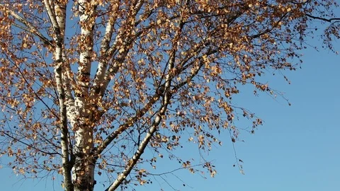 Autumn birch tree over blue sky Stock Footage 103884041