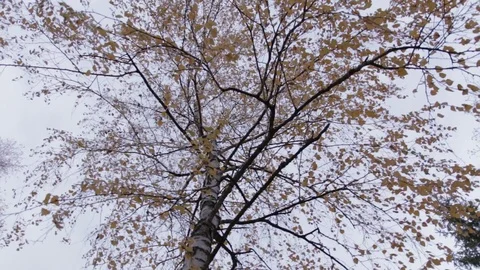 Autumn Birch Tree, rotation movement Stock Footage 71891133