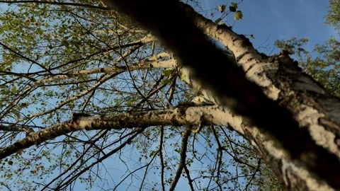 Autumn birch tree sways in the wind yellow autumn leaves sway against the sky, Stock Footage 255075383