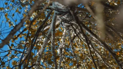 Autumn birch tree sways in the wind yellow autumn leaves sway against the sky, Stock Footage 256993016