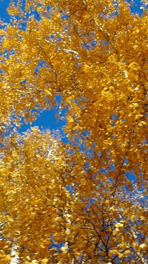 Autumn Birch Tree with Yellow Leaves against Bright Blue Sky Stock Footage 345972408