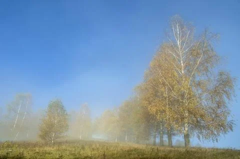 Autumn Birch Trees Emerging from Thick Morning Mist Stock Photos