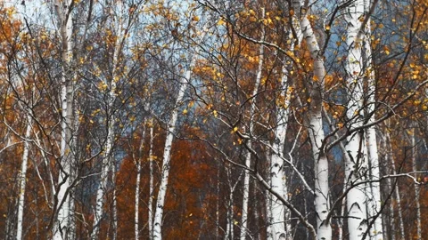 Autumn birch trees in a forest meadow at sunset. Stock Footage 219256919