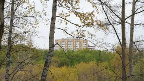 Autumn Birch Trees Frame Distant Residential Building Through Forest Vídeos de archivo 347013751
