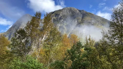 Autumn Birch Trees with misty Mountain in the Back Stock Footage 337364975