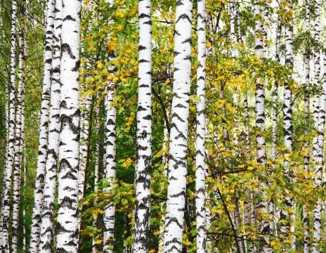 Autumn birch trunks Foto stock