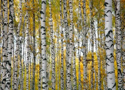 Autumn birch trunks Stock Photos