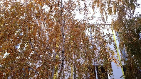 Autumn birches Stock Footage 289543199