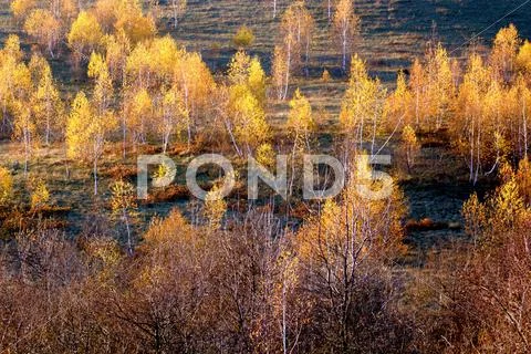 Autumn birches Stock Photos