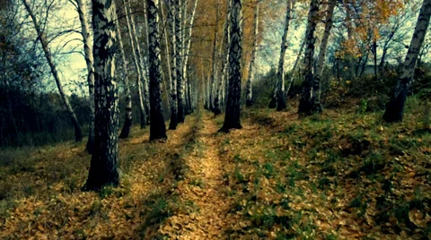 The autumn in the birchwood. Stock Footage 34380230
