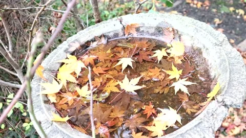 Autumn Bird Bath 스톡 동영상 143397115