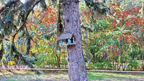 Autumn Bird Feeder Attached to Tree Trunk in Colorful Woodland Garden 動画素材 347662986