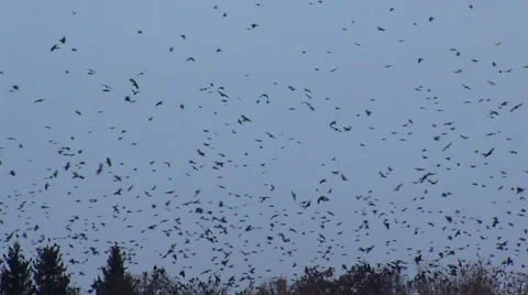 Autumn Birds fly over the trees Stock Footage 45129607