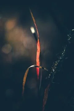 Autumn blade of grass. Stock Photos