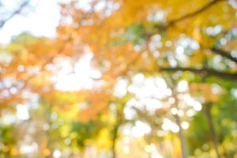 Autumn Blur Abstract Background Stock Photos