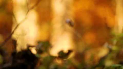 Autumn blur Video stock 73021102