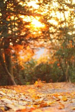 Autumn blured view of a path full of brown leafs Stock Photos
